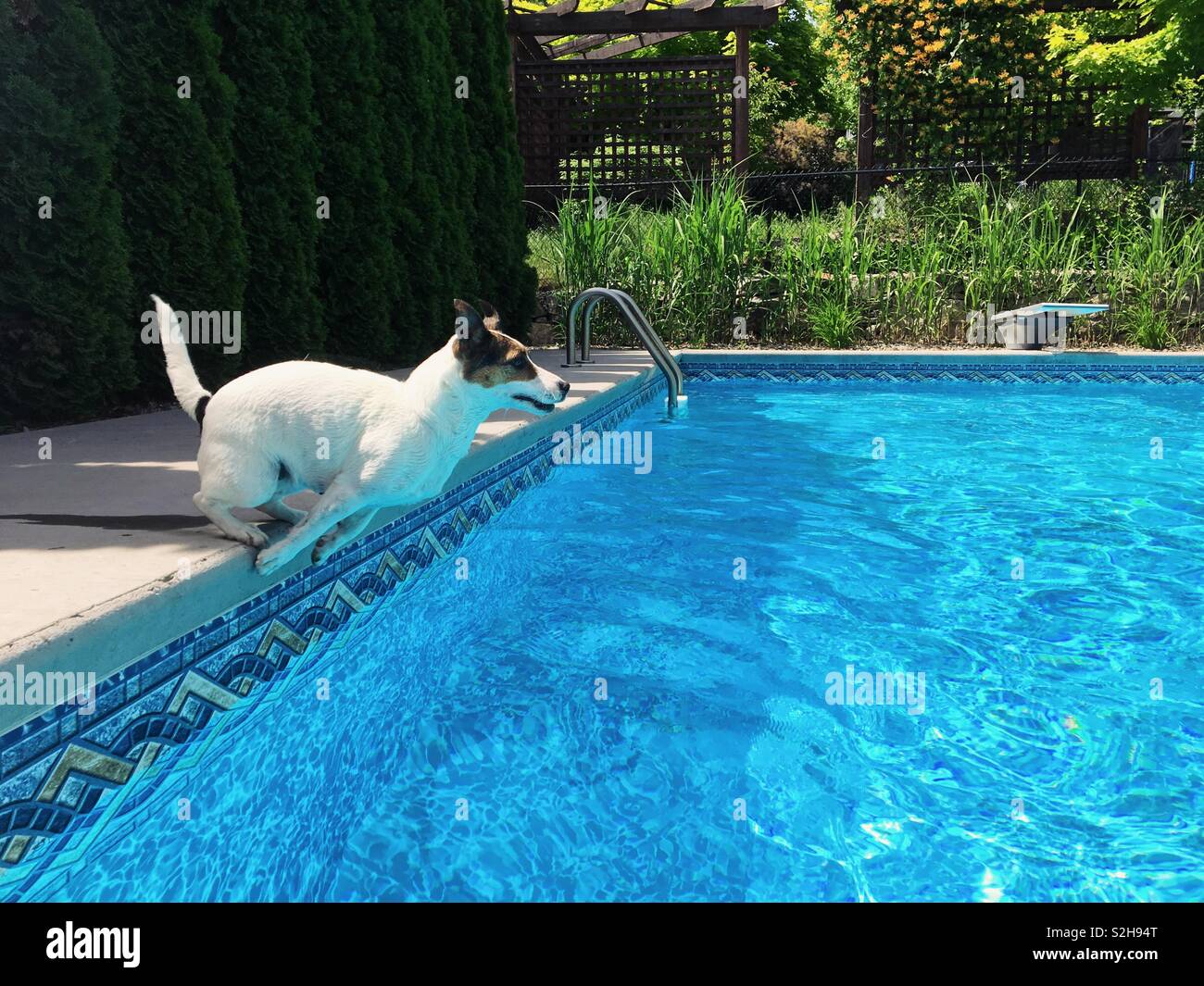 Jack Russell Terrier dog pushing off the edge of backyard swimming pool about to jump into water. Stock Photo