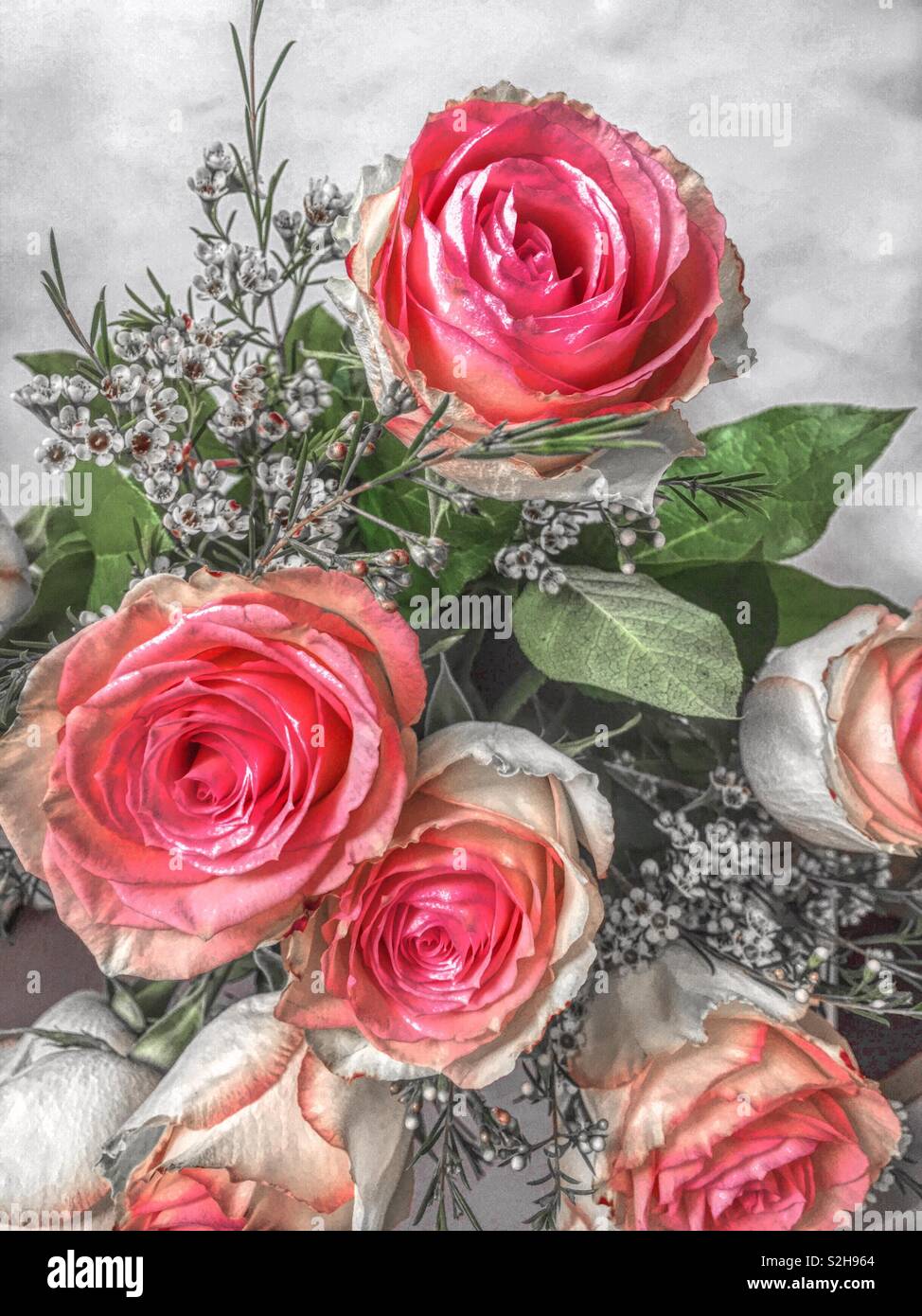Roses for special occasion hires stock photography and images Alamy