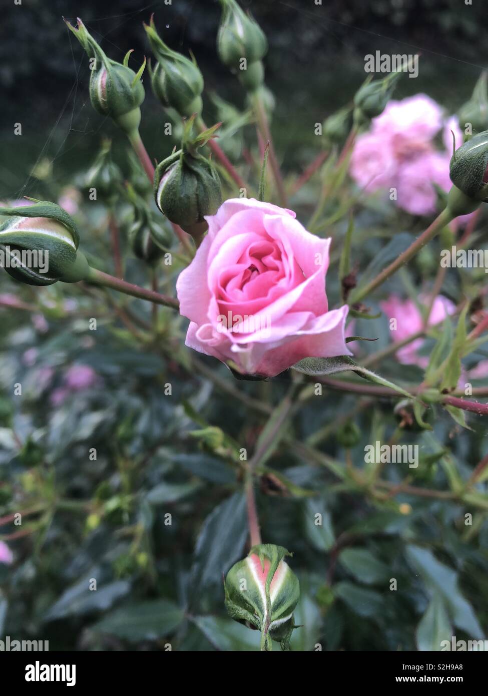 A pink rose beginning to bloom - Smartphone Captured Stock Image