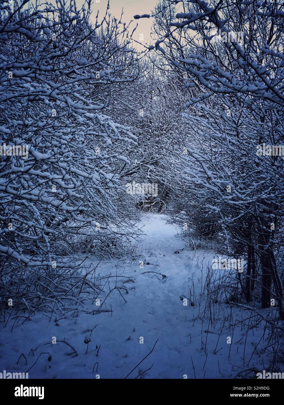 Winters hold as the temperature drops into minus the trees and ground hold the snow a it freezes to what ever it touches. - Smartphone Captured Stock Image