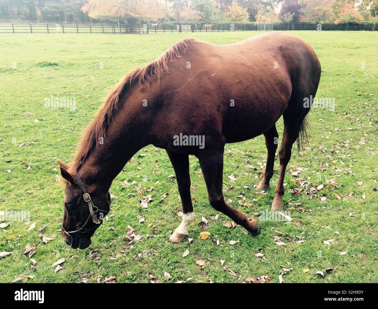 Thoroughbred horse in a paddock grazing at the Irish national stud in Kildare Ireland - Smartphone Captured Stock Image