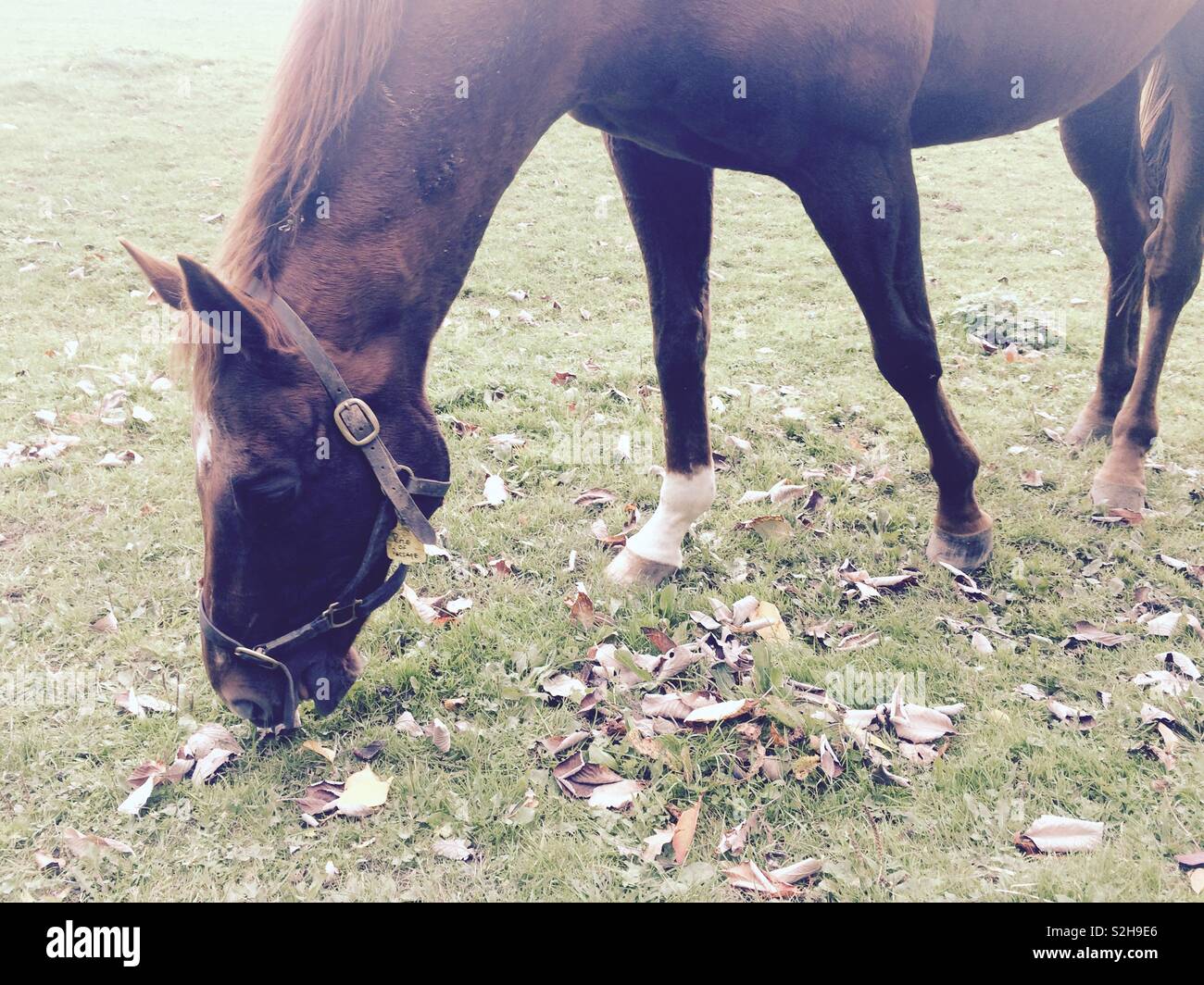 Thoroughbred horse grazing in field at Irish national stud in Kildare Ireland close up - Smartphone Captured Stock Image