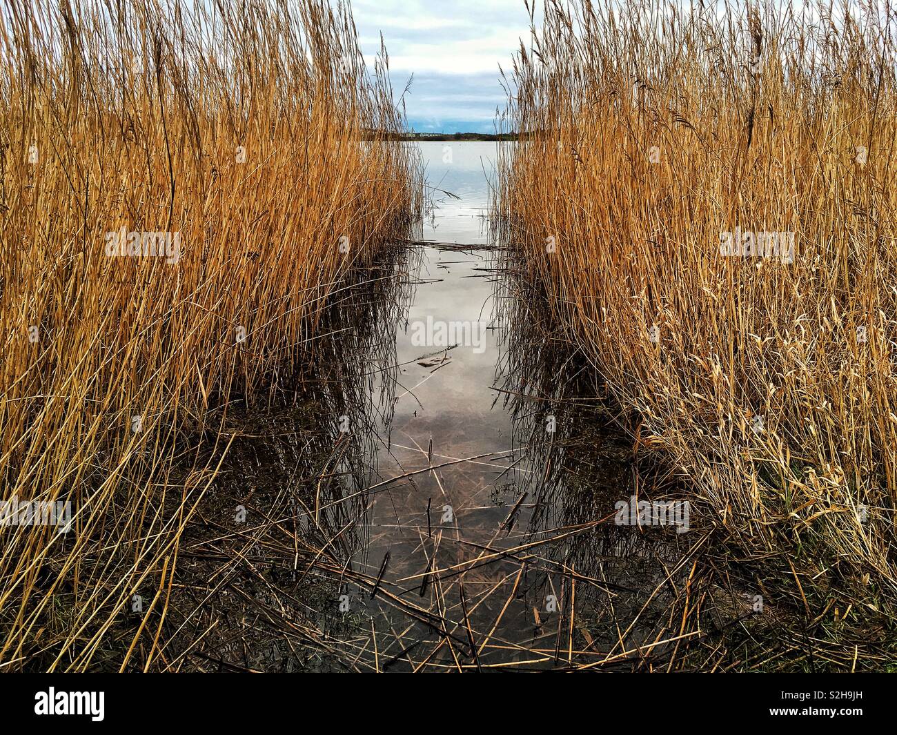 Reeds and rushes hires stock photography and images Alamy
