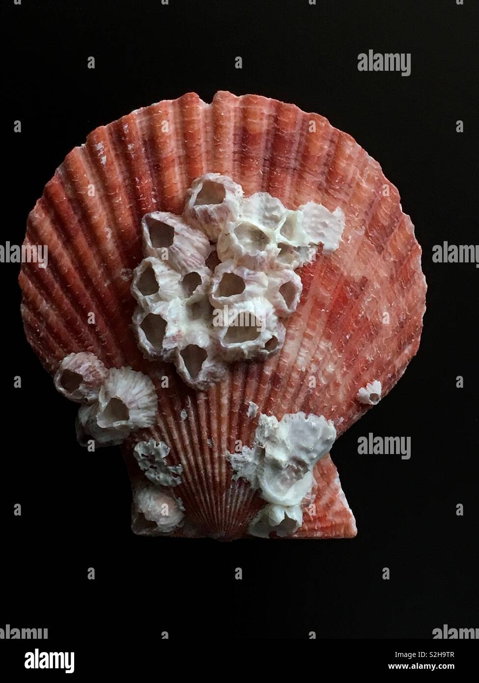 Shell with barnacles Stock Photo - Alamy