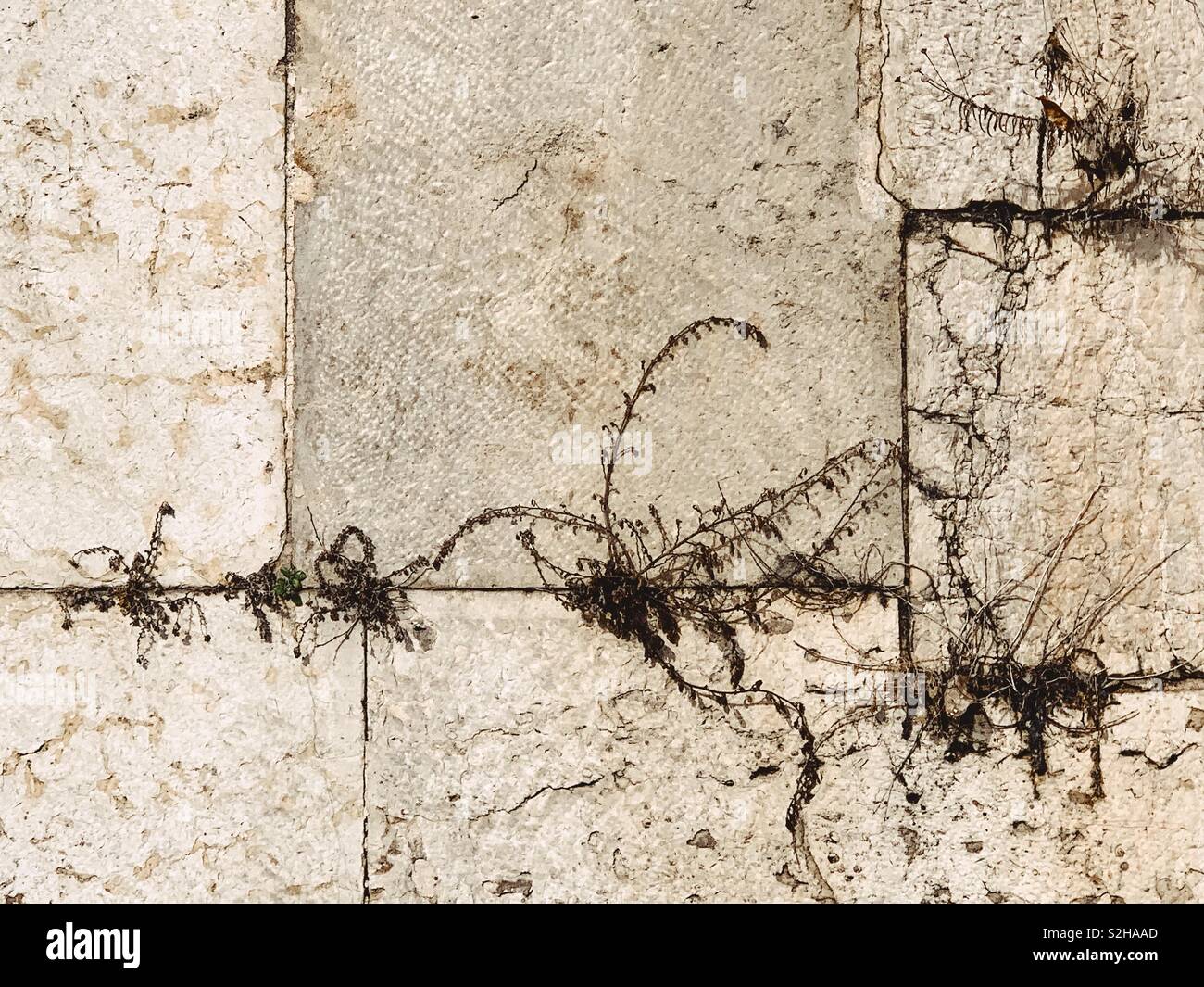 Growth in old limestone walls in Lisbon Portugal - Smartphone Captured Stock Image