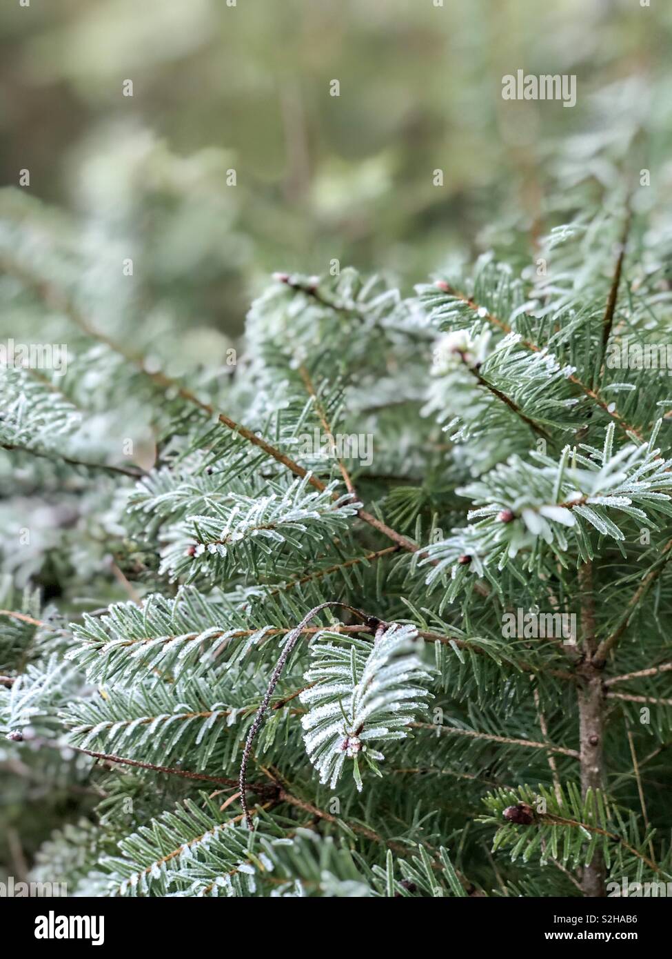 Green conifer needle-leaved tree in winter with some frozen snow Stock Photo