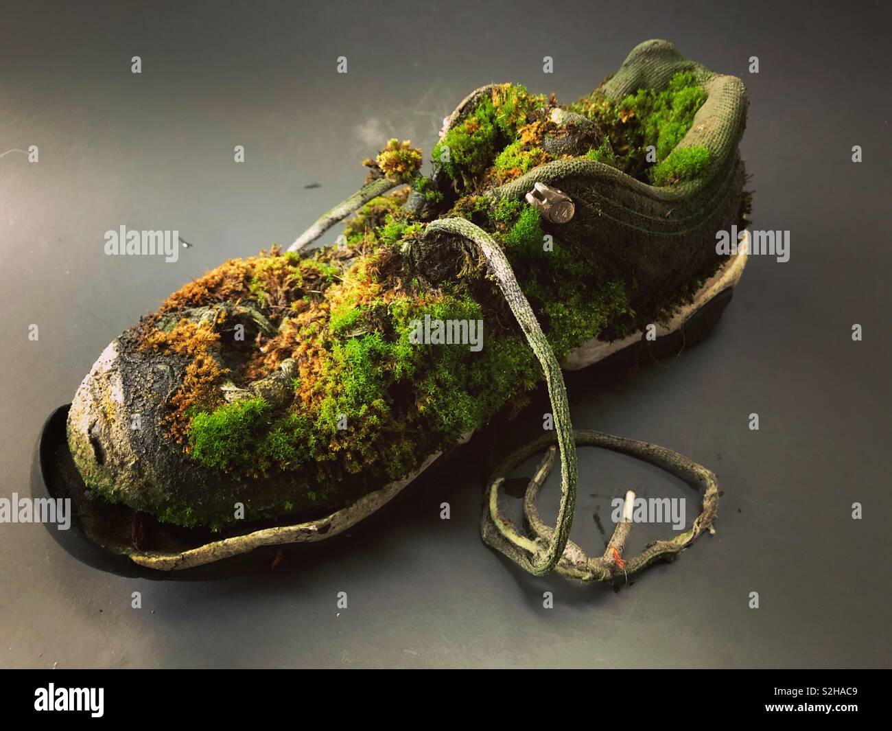 A shoe covered in moss. Stock Photo