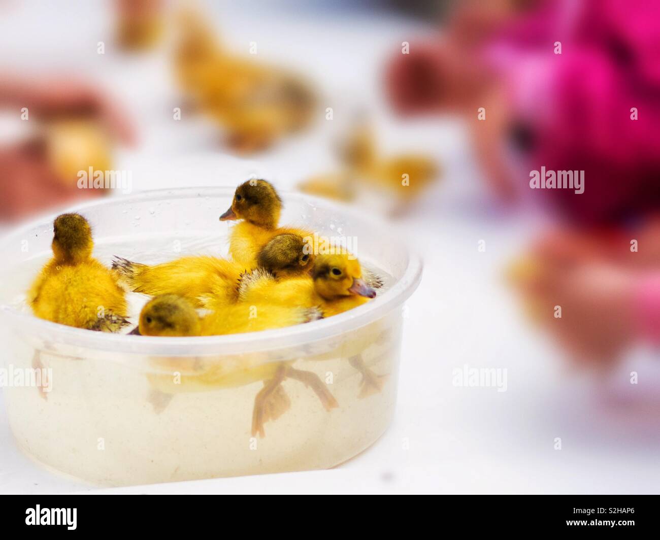Cute ducklings in a small bath of water at a family friendly petting farm/zoo.  Perfect fun day out in the local area - Smartphone Captured Stock Image