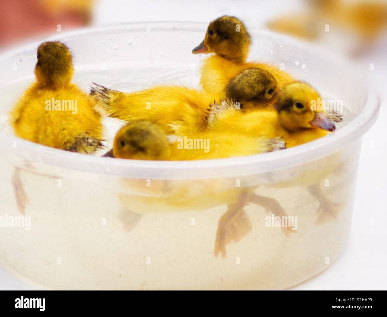 Cute ducklings chicks in a water bath at a family friendly petting farm.  Days out with the kids.  Babies, young idea - Smartphone Captured Stock Image