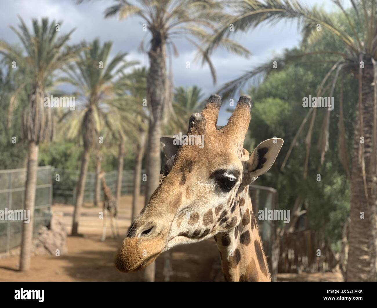 Giraffe portrait - Smartphone Captured Stock Image