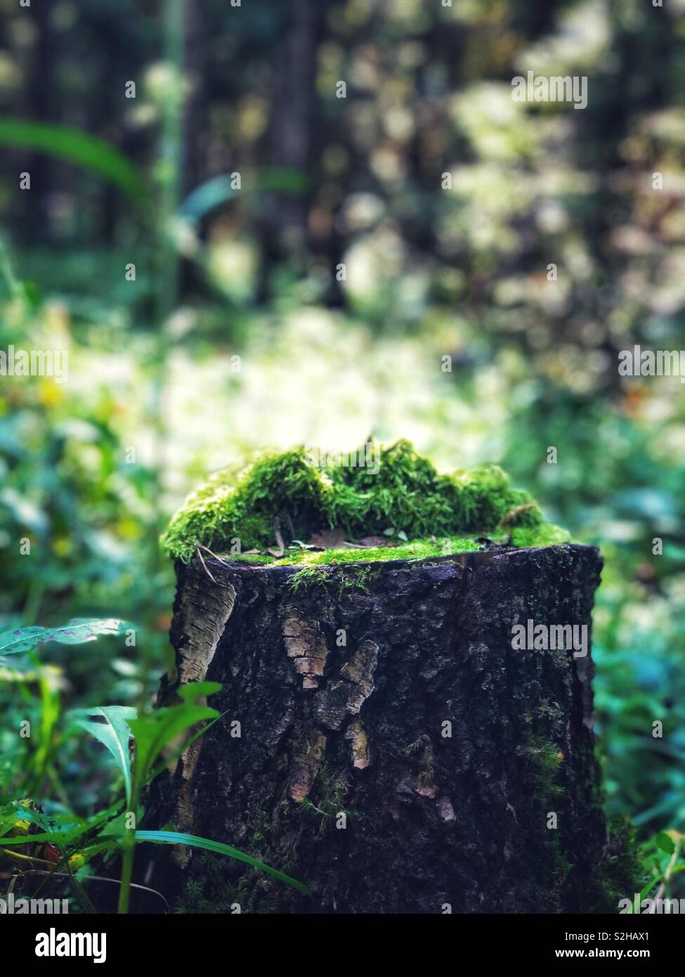 Moss on the stump of an old tree in the forest Stock Photo - Alamy