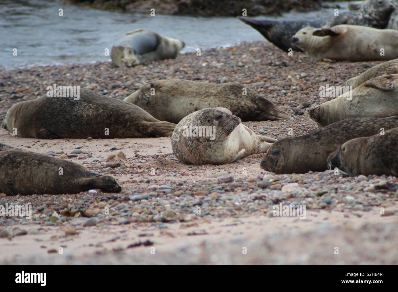 Harbour seals basking on the beach in Portgordon, Buckie, Scotland Stock Photo