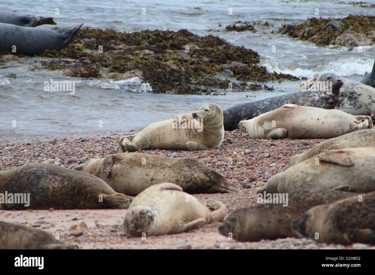 Seals basking on the beach at Portgordon, Buckie, Scotland Stock Photo