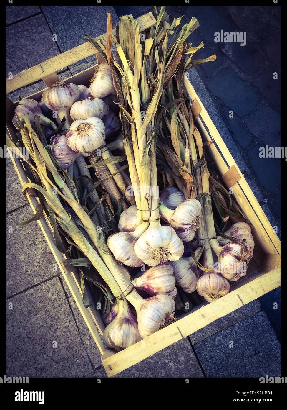 Fresh garlic Stock Photo