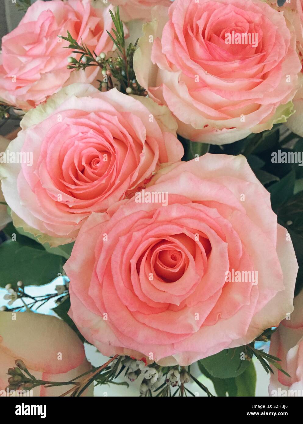 Close up of a bouquet of pink roses, USA Stock Photo - Alamy