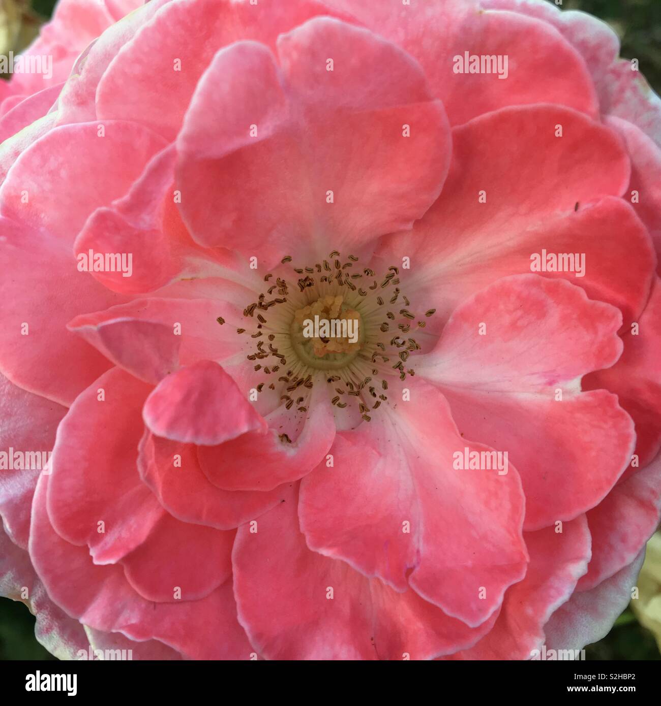 Rose close up - Smartphone Captured Stock Image