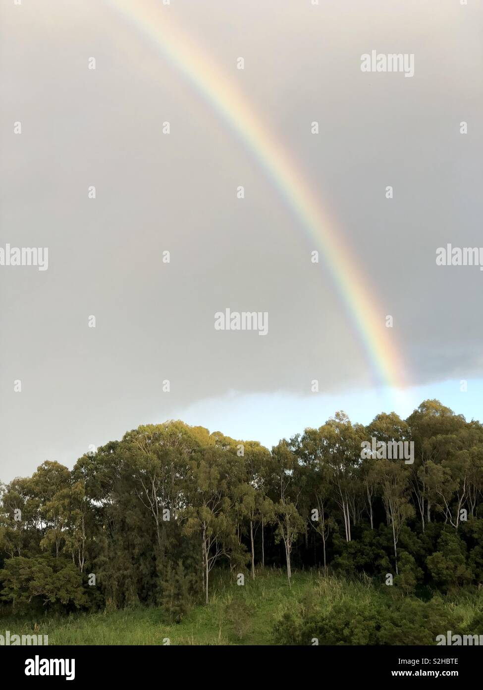 A Hawaiian rainbow, called ‘anuenue’ near the eucalyptus trees in Honoka’a, in Hamakua district of the Big island of Hawai’i - Smartphone Captured Stock Image