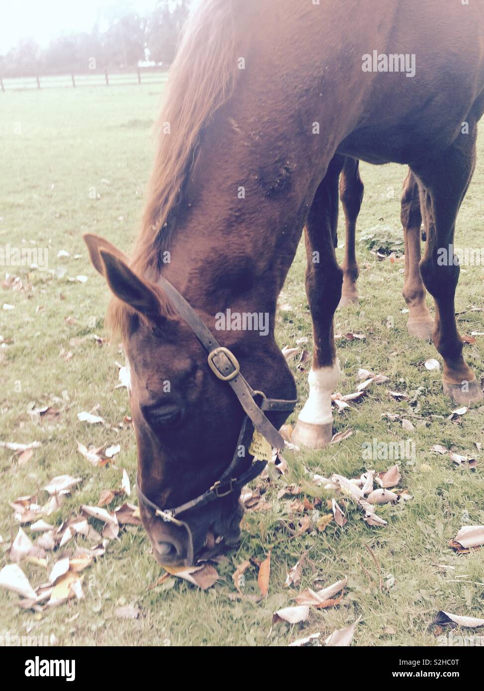 Thoroughbred horse grazing in paddock at Irish national stud in Kildare Ireland, close up - Smartphone Captured Stock Image