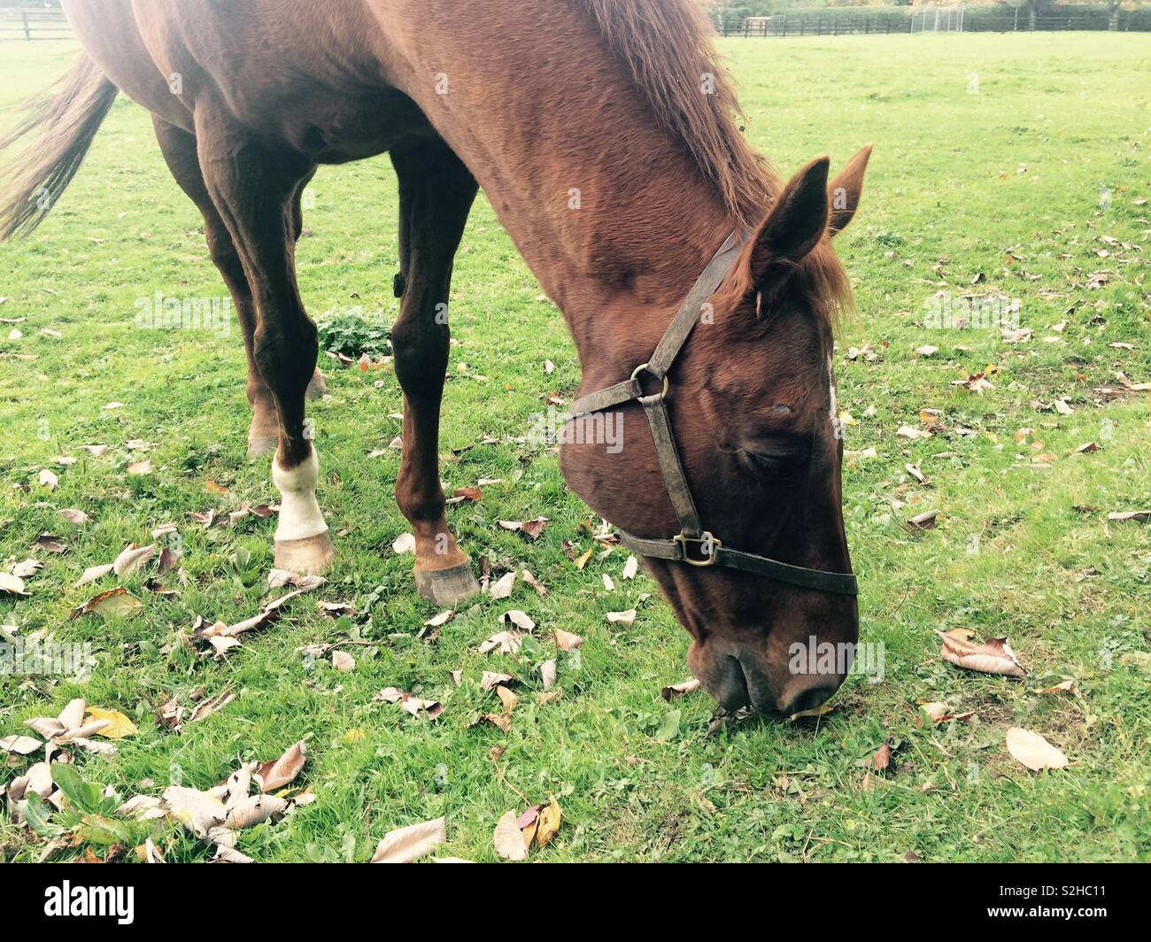 Thoroughbred racehorse grazing in paddock during Autumn Stock Photo
