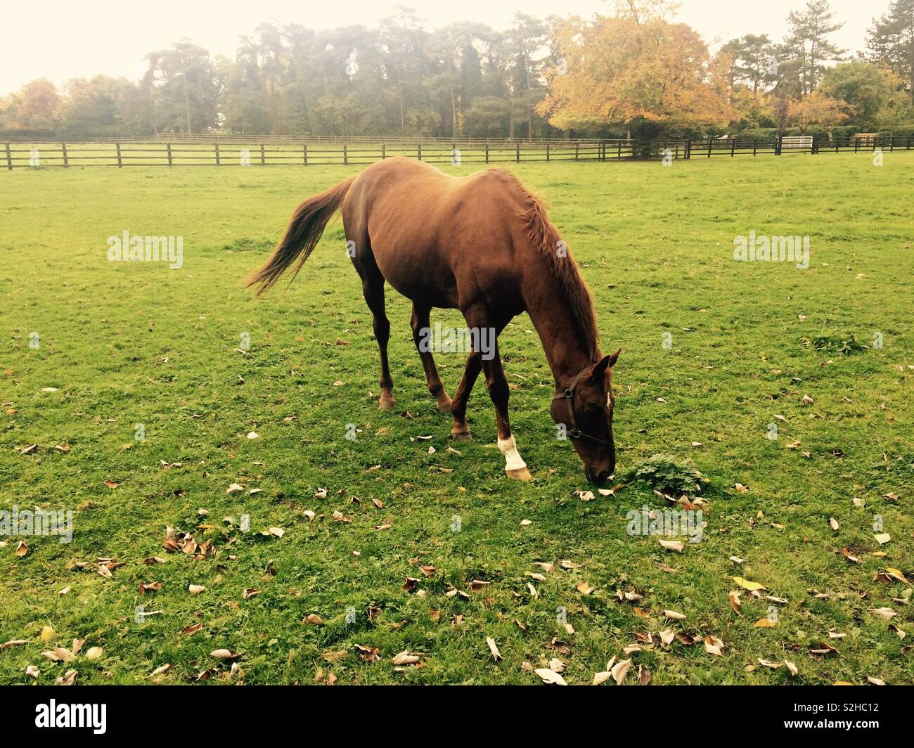Thoroughbred racehorse grazing in paddock during Autumn Stock Photo