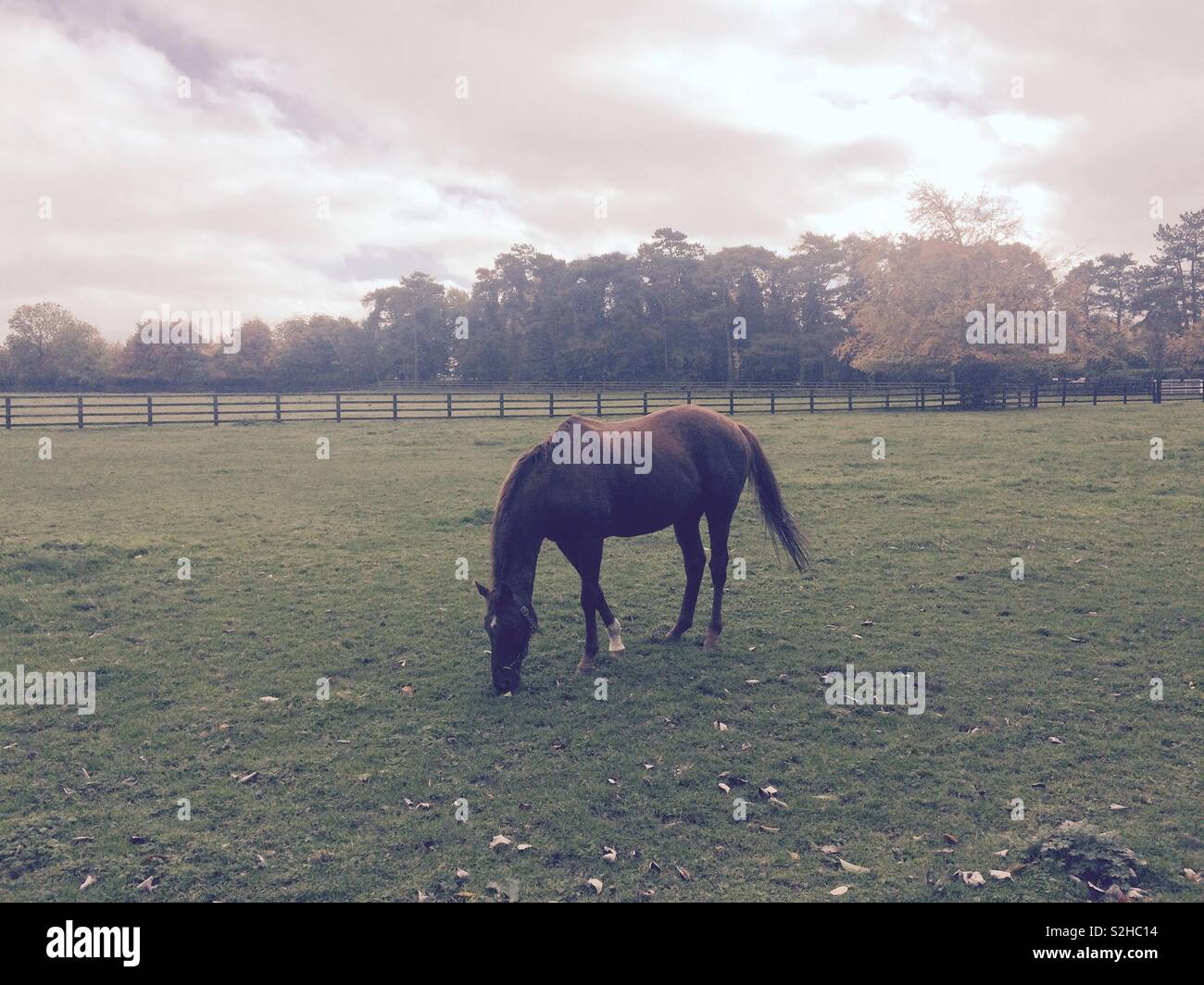 Thoroughbred racehorse grazing in paddock during Autumn - Smartphone Captured Stock Image