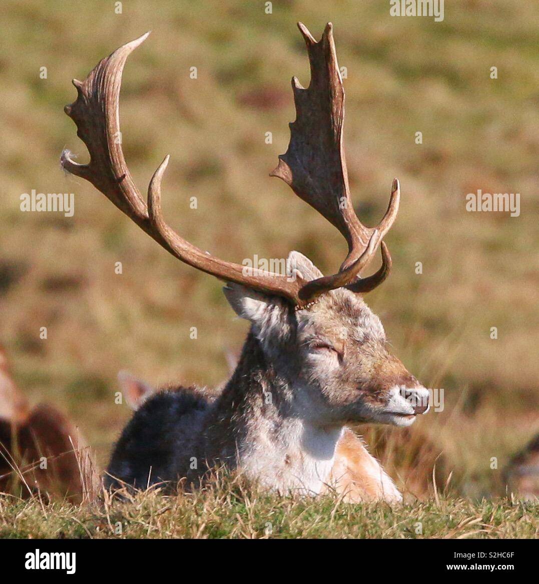 Stag resting in the winter sun Stock Photo