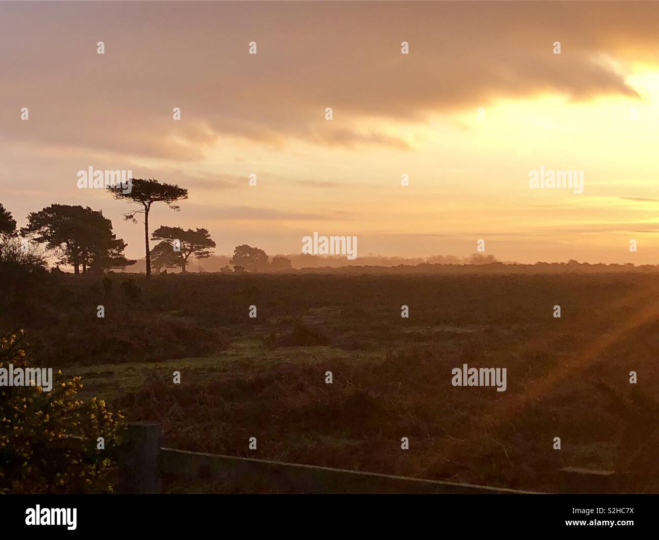 Sunshine in the New Forest, England - Smartphone Captured Stock Image