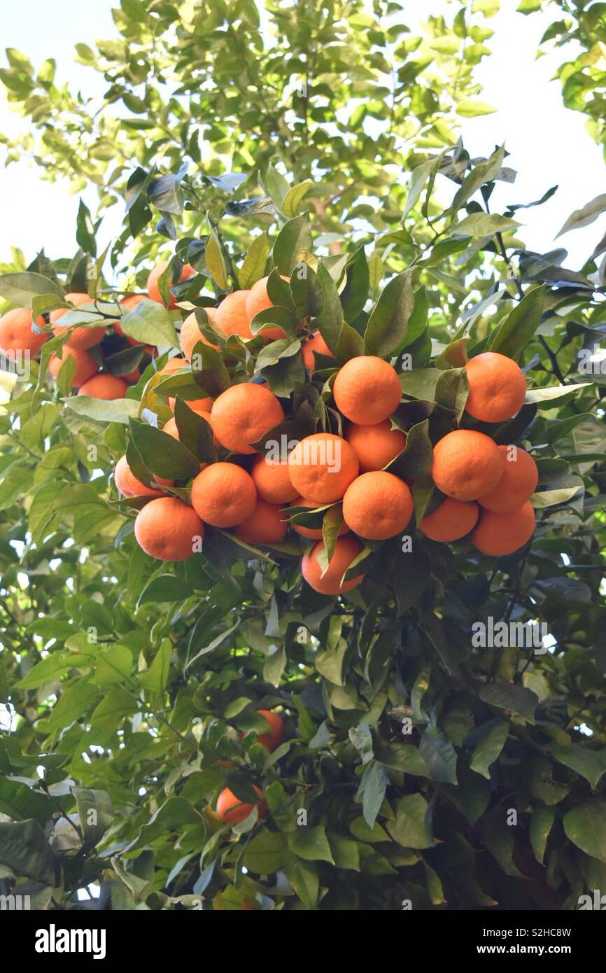 Seville oranges Stock Photo Alamy