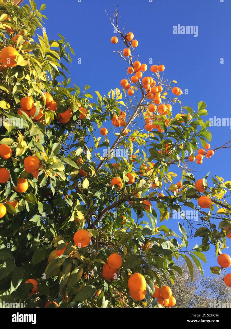 Seville oranges spain hires stock photography and images Alamy