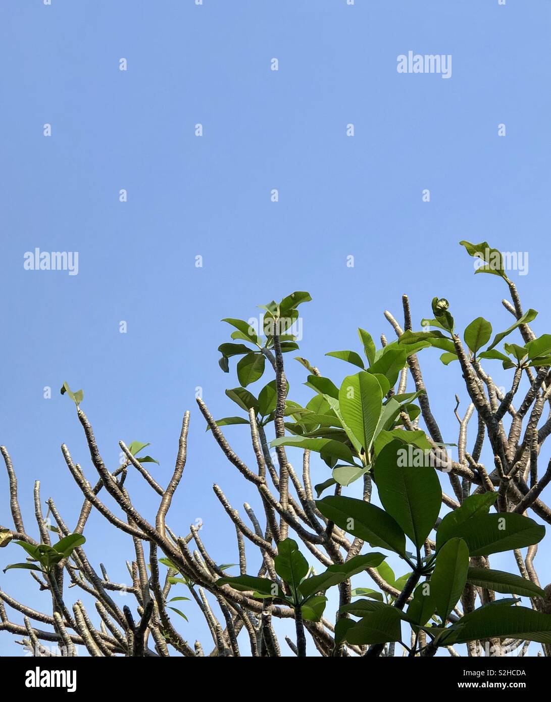 Tropical plant growing under clear blue sky Stock Photo - Alamy