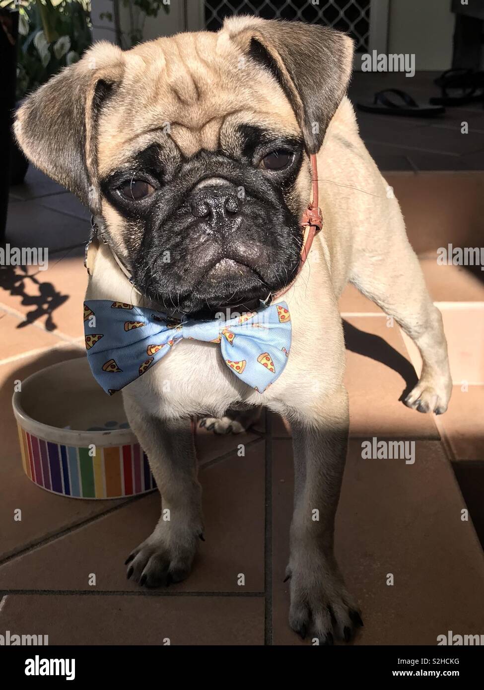 Buster the Pug bow tie looking smart Stock Photo