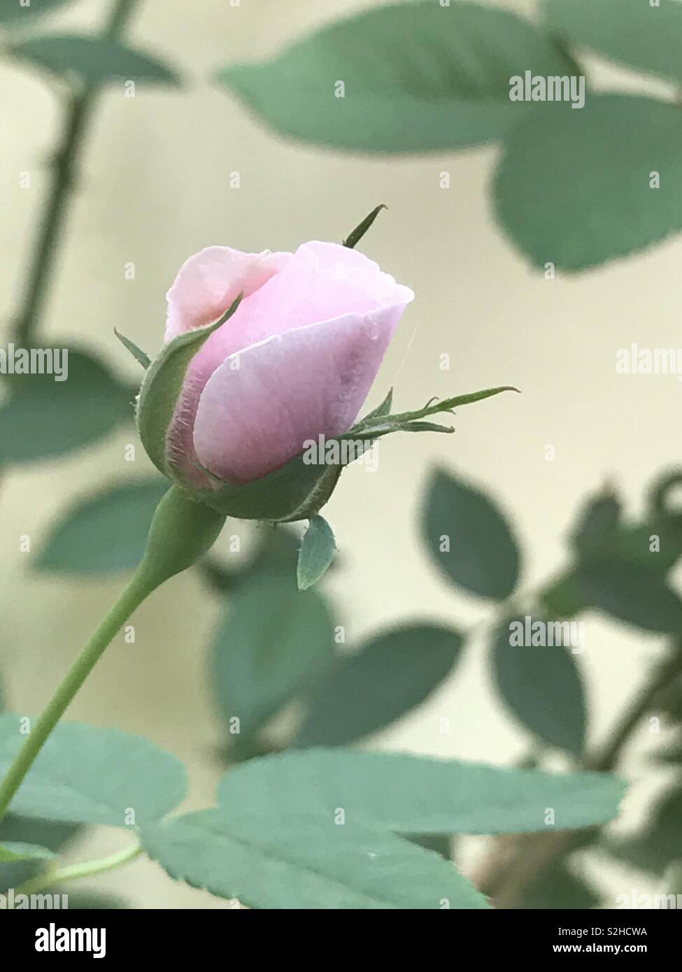 Pre Bloomed Roses Ready to bloom .. pink Rose Stock Photo - Alamy