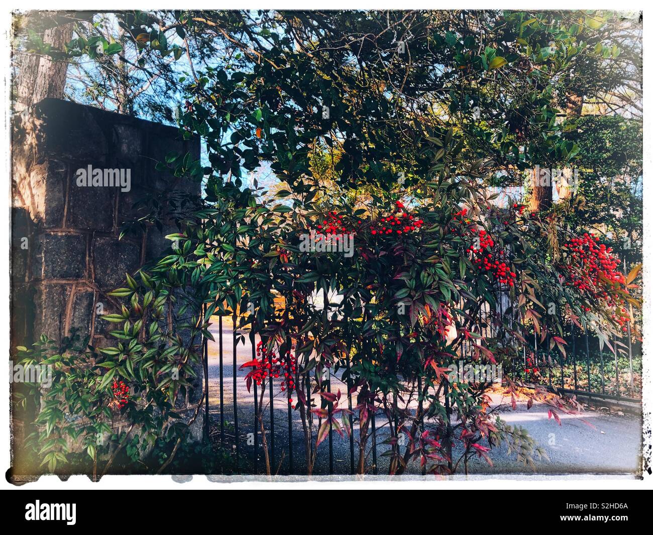 Red berries on an iron gate Stock Photo Alamy