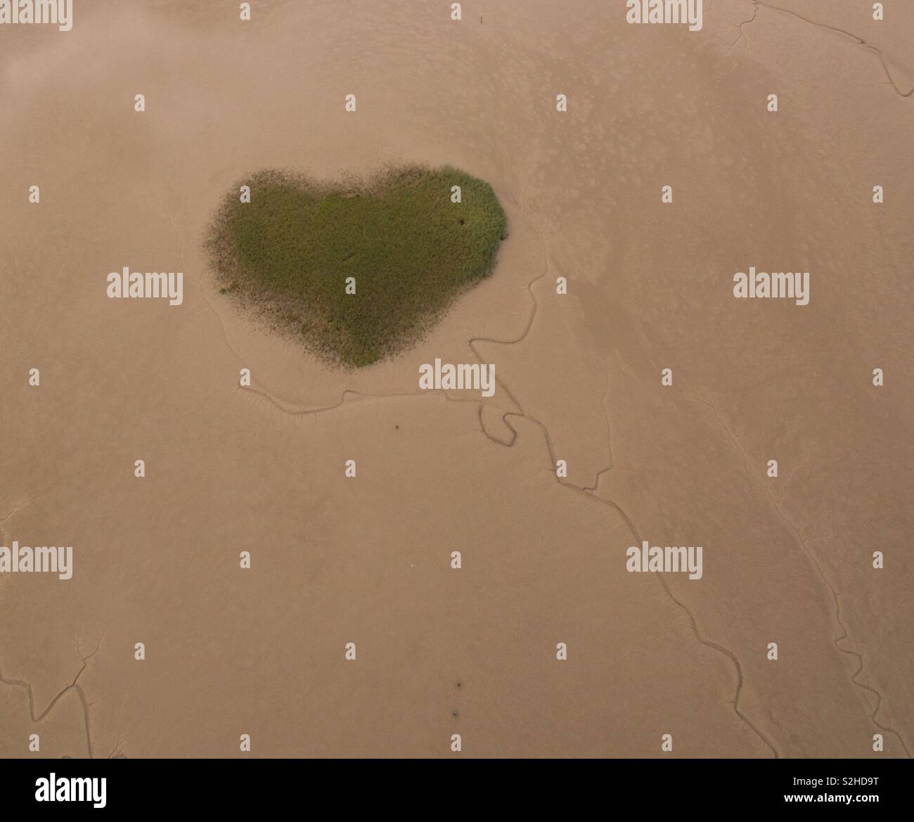 An aerial image of an intriguing heart shaped island or reed bed surrounded by the exposed mud of a tidal estuary at low tide with dendritic water channels looking like nerves or veins. - Smartphone Captured Stock Image