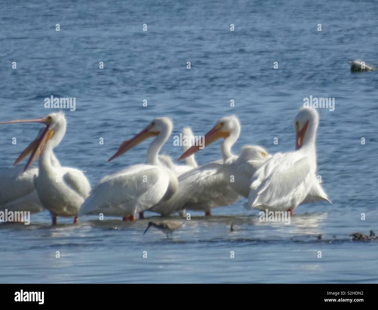 White Pelicans - Smartphone Captured Stock Image
