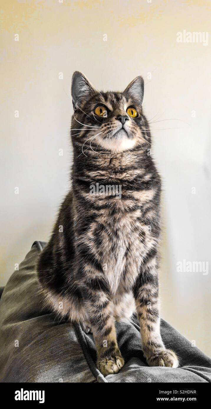 Pouncing cat hi-res stock photography and images - Alamy