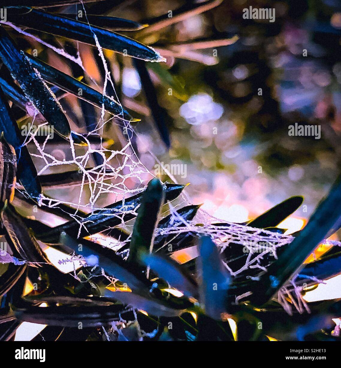 Cats cradle hires stock photography and images Alamy