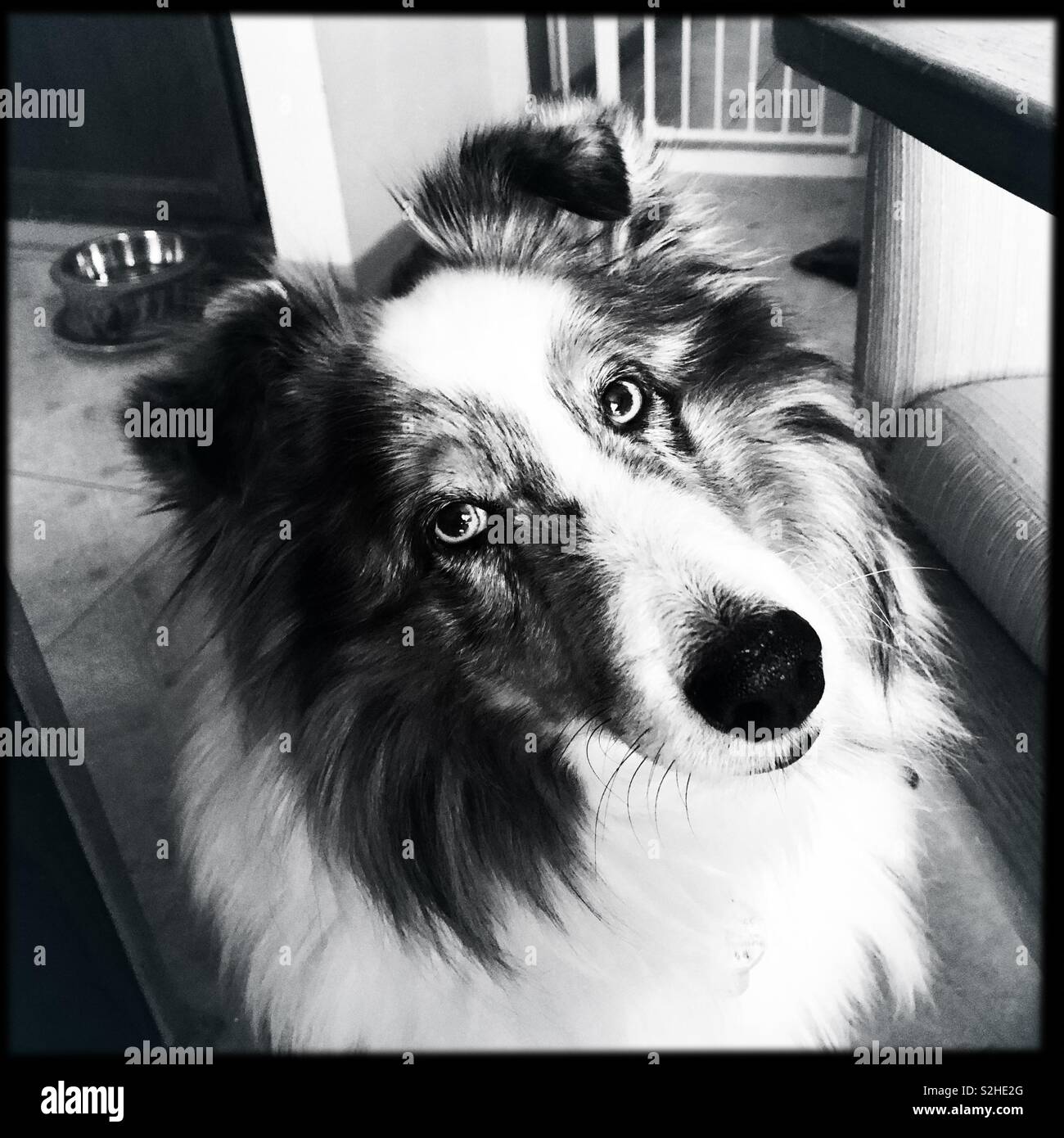 Listening Sheltie - Smartphone Captured Stock Image