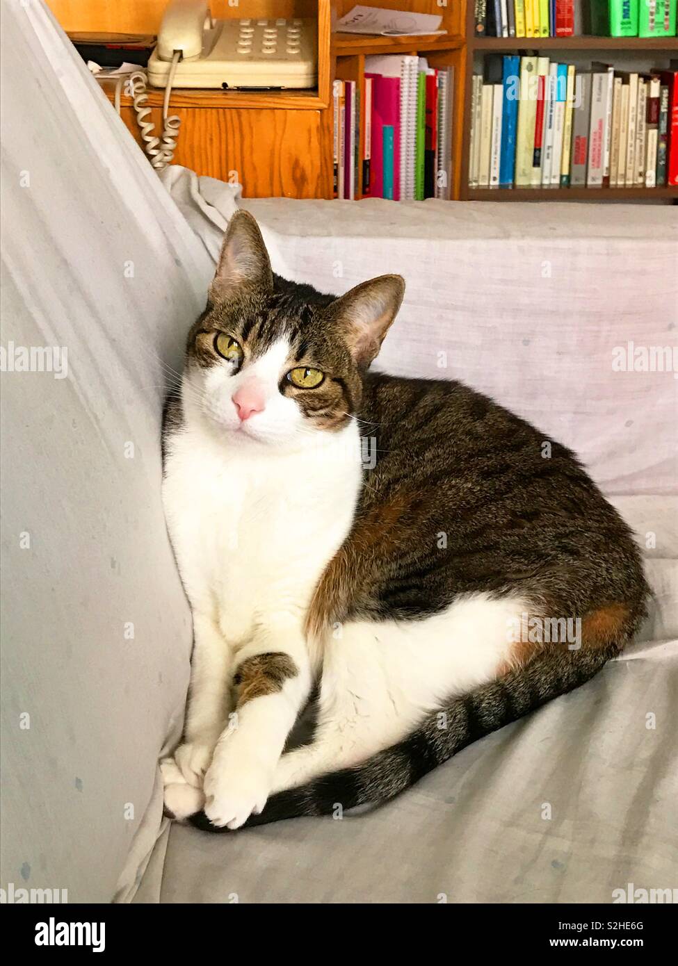 Tabby and white cat lying on a sofa. - Smartphone Captured Stock Image