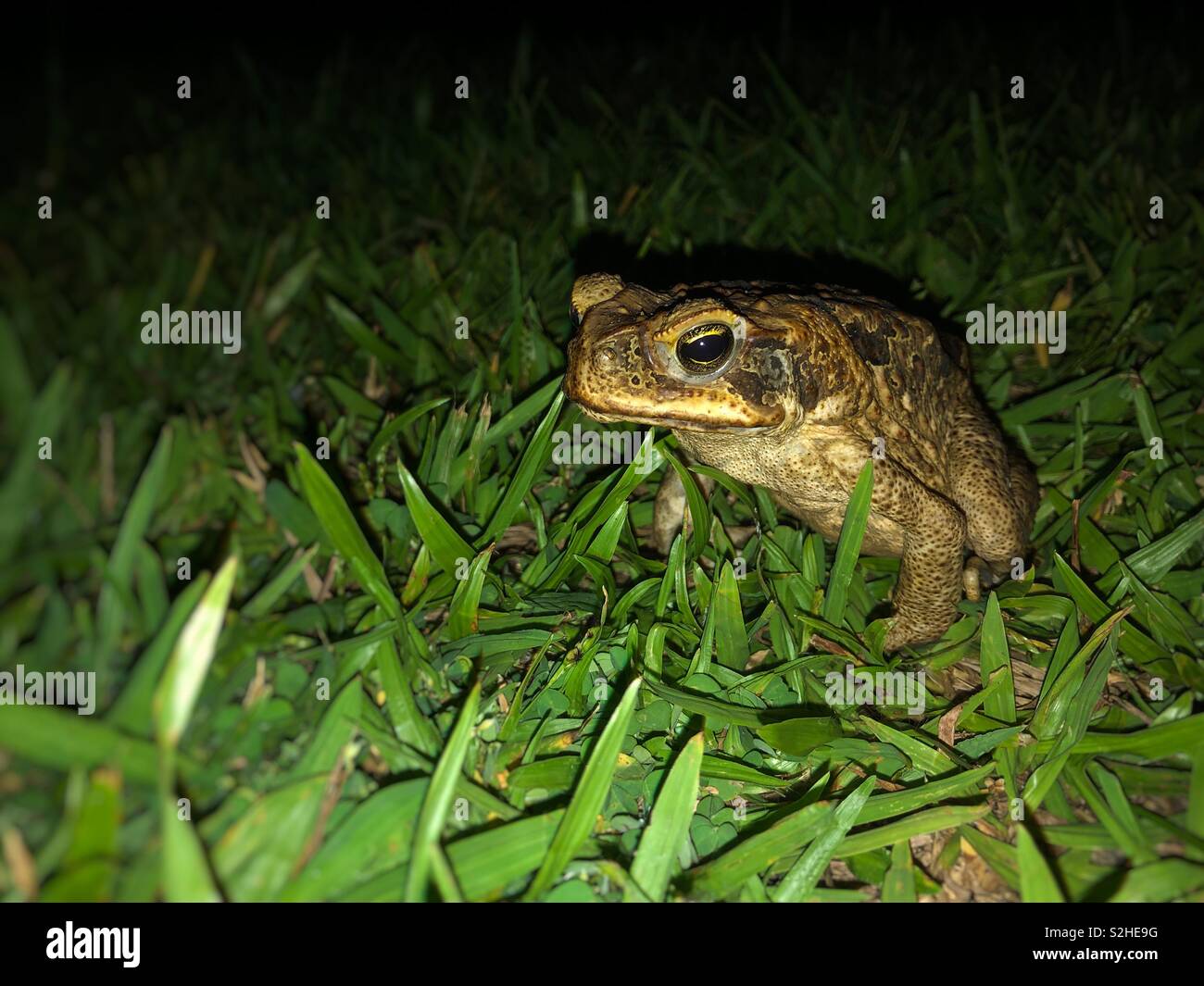 Cane toad or Rhinella marina in a backyard at night in Australia. - Smartphone Captured Stock Image