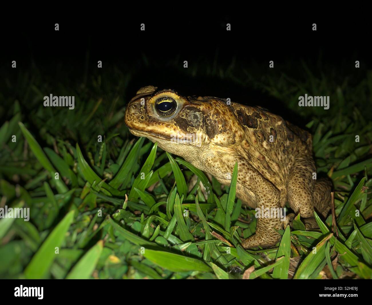 Rhinella marina commonly known as cane toad at night in Australia. - Smartphone Captured Stock Image