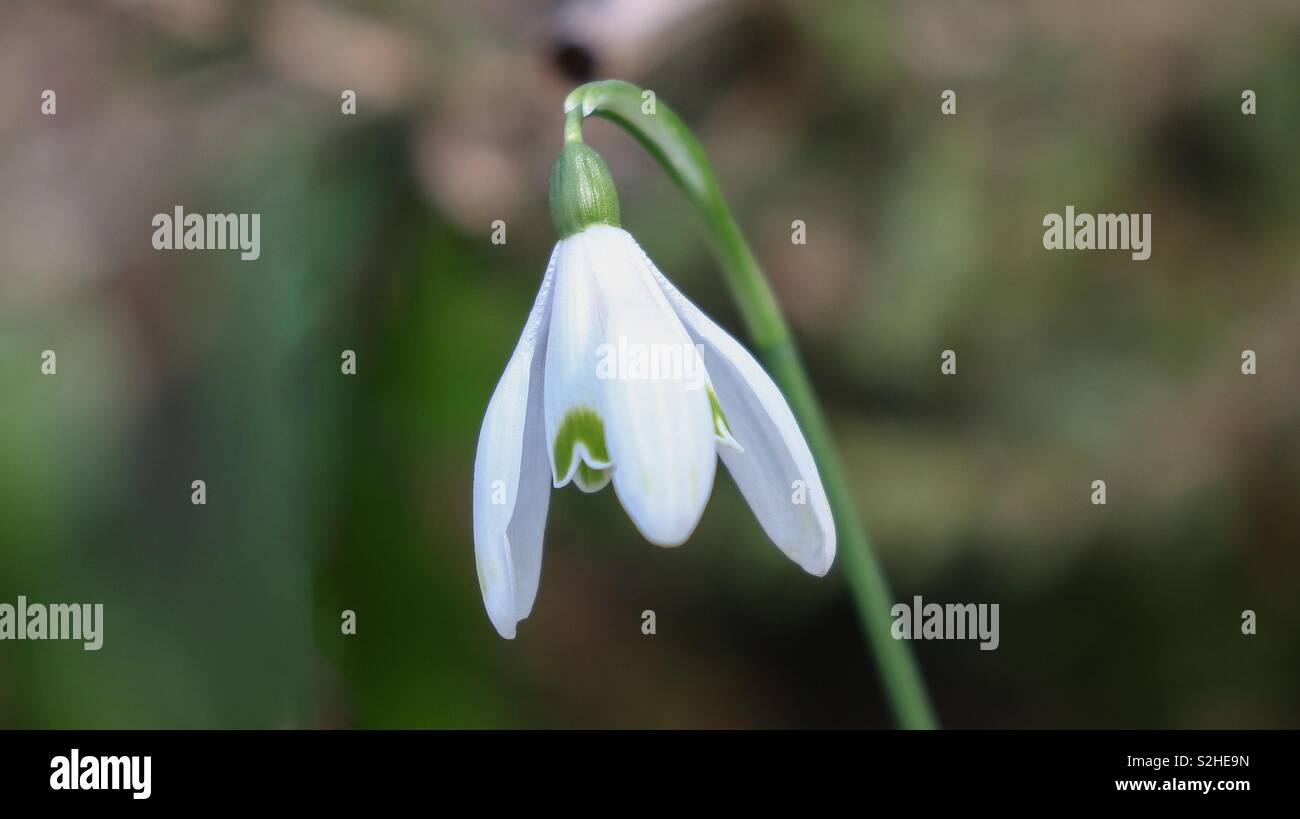 Spring Snowdrop Stock Photo