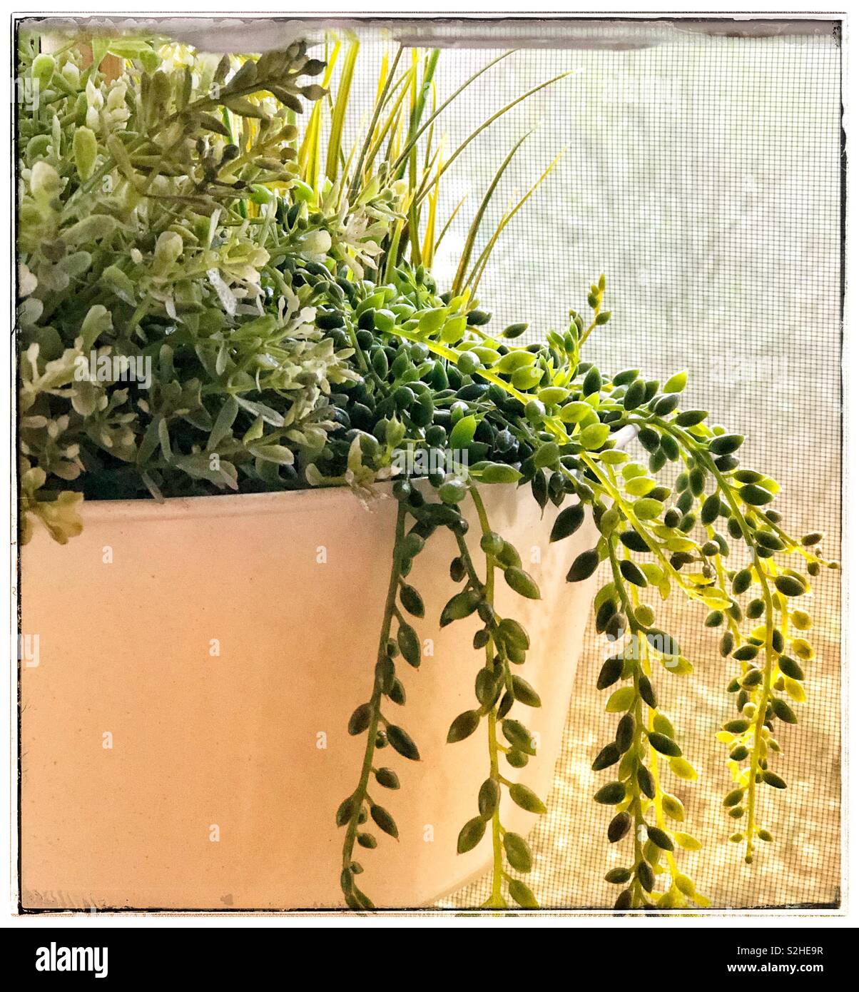 Hanging plant in the screened patio hires stock photography and images