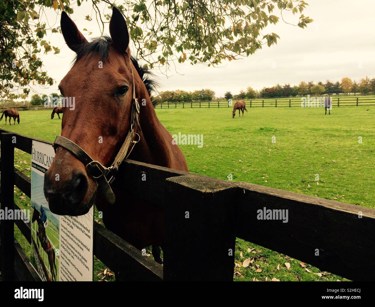 Horse with head over paddock fence looking at people visiting stud farm in Kildare Ireland Stock Photo
