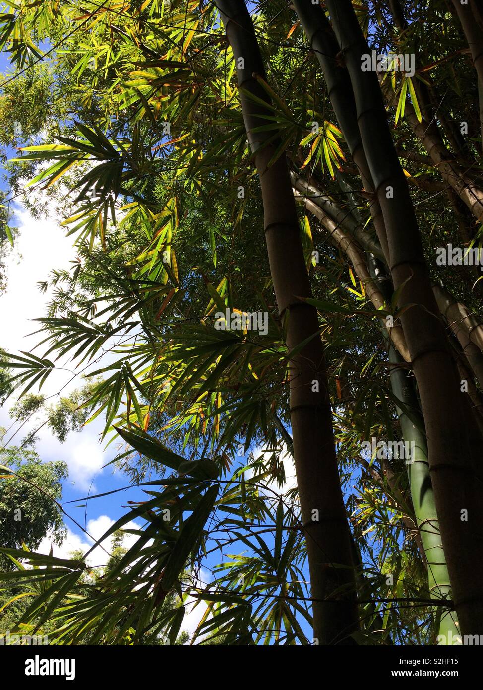 Bamboo grove in Hawaii Stock Photo Alamy