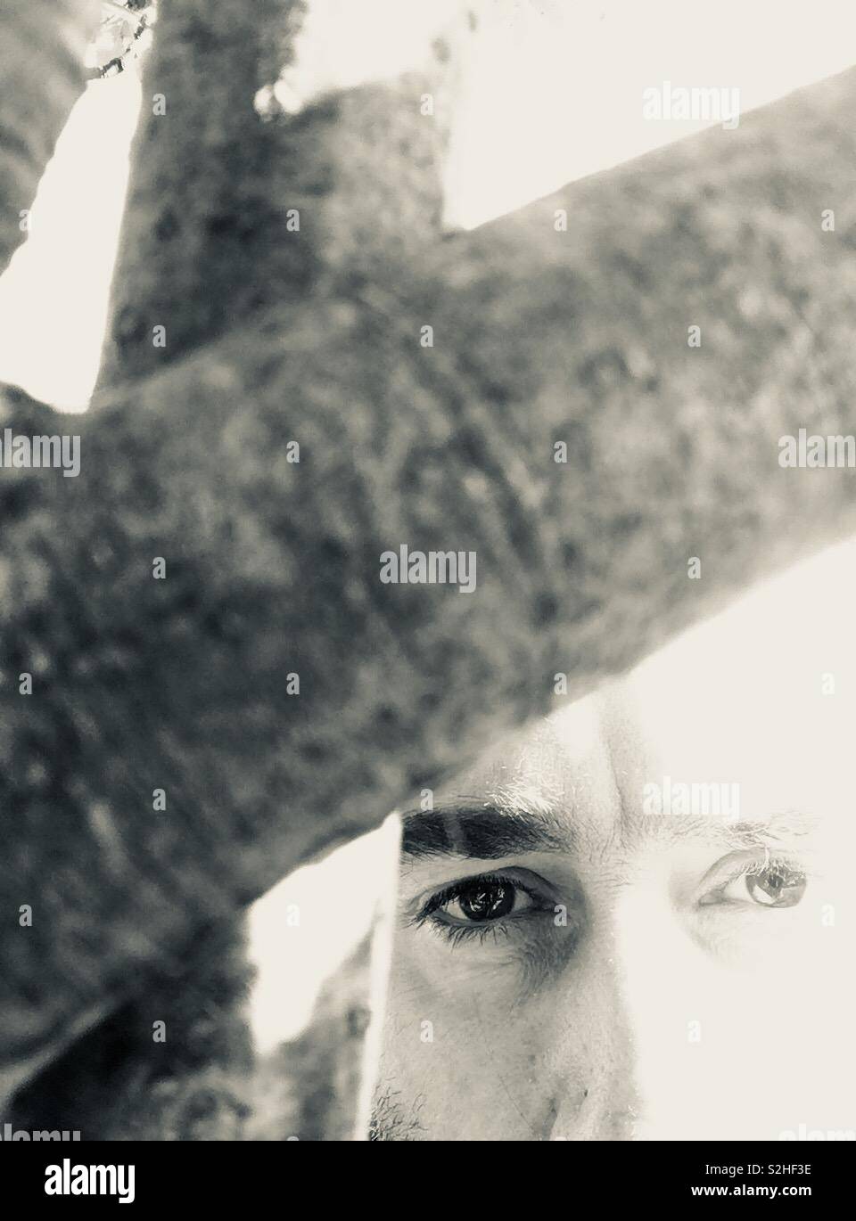 Tree portrait - Smartphone Captured Stock Image