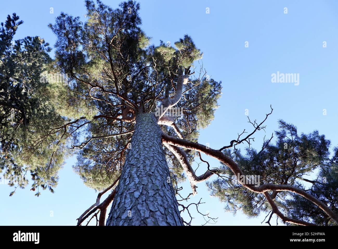 Vertical image of tree with blue skies Stock Photo
