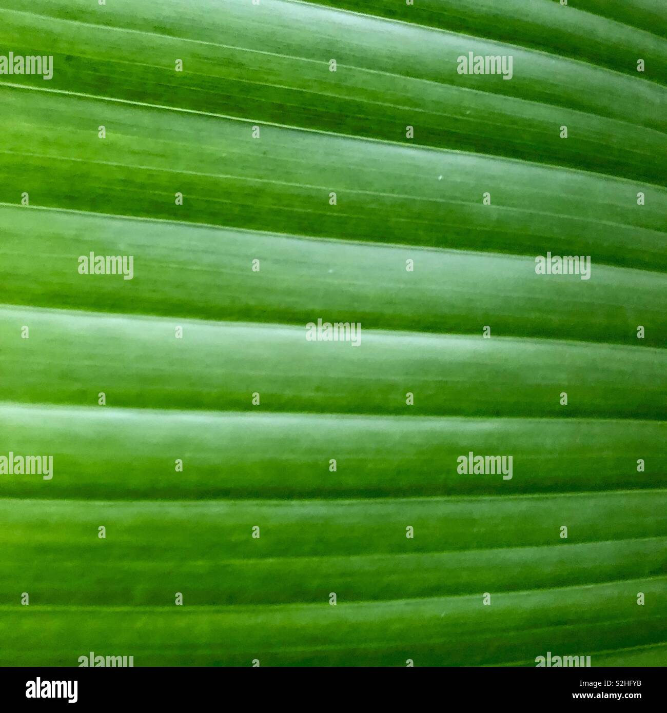 Full frame close up on banana leaf - Smartphone Captured Stock Image