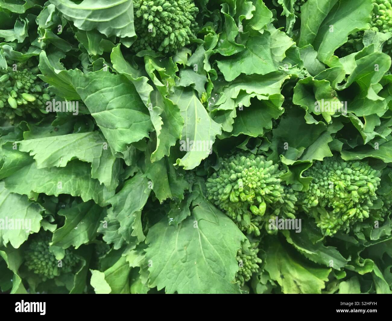 Broccoli rabe hires stock photography and images Alamy
