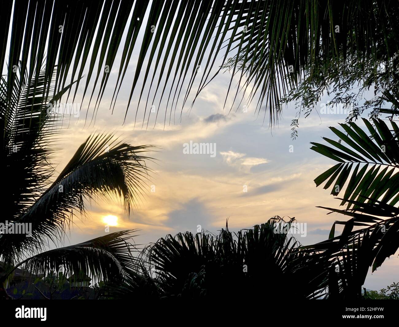 Sunset clouds framed by palm fronds in Thailand - Smartphone Captured Stock Image